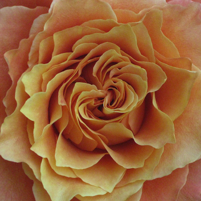 Sultana Habanera