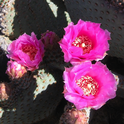 Desert Dahlia